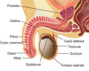 Schéma de l'épididyme