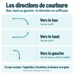 courbure de la verge : pénis courbé vers le bas, le haut et la gauche